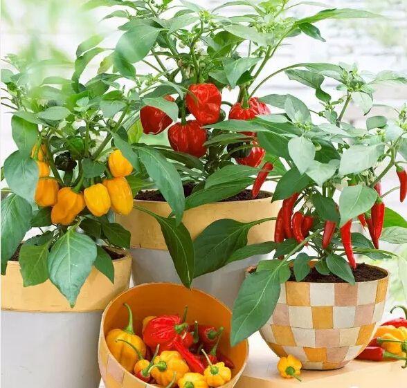 蔬菜栽培盆栽观赏蔬菜如何选用基质与肥料