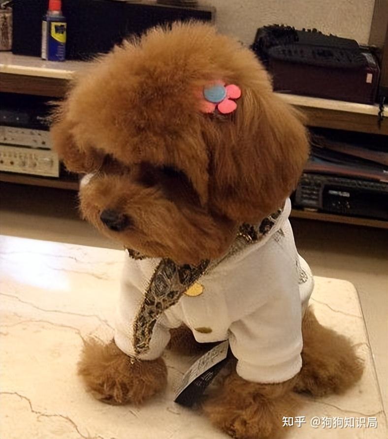 然后家里有些地方被弄得一片脏乱,而泰迪在一旁不敢看你,耷拉着耳朵