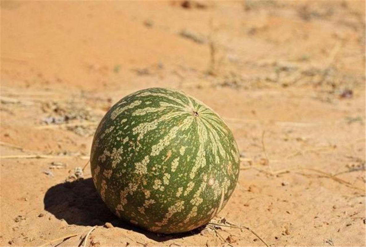 沙漠西瓜为什么有毒(沙漠野生西瓜有剧毒)沙漠西瓜为什么不能吃  第34
