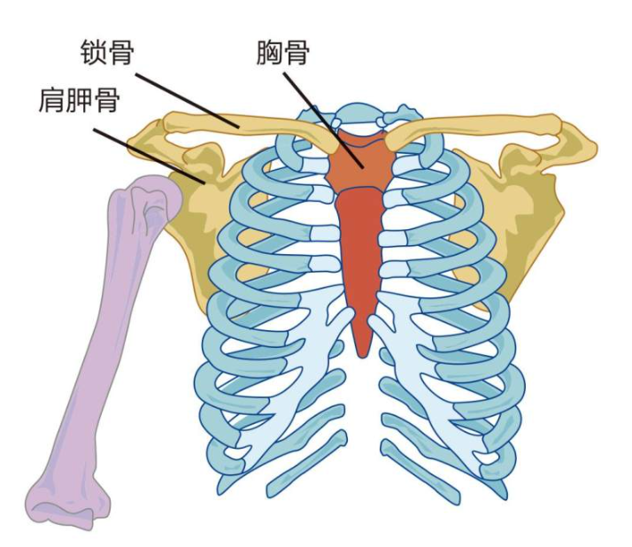 【画出你的性感肩部】画渣必看的头颈肩关系分析!