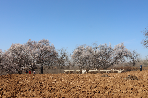 郏县白庙乡宁庄村杏花香里话美好愿景