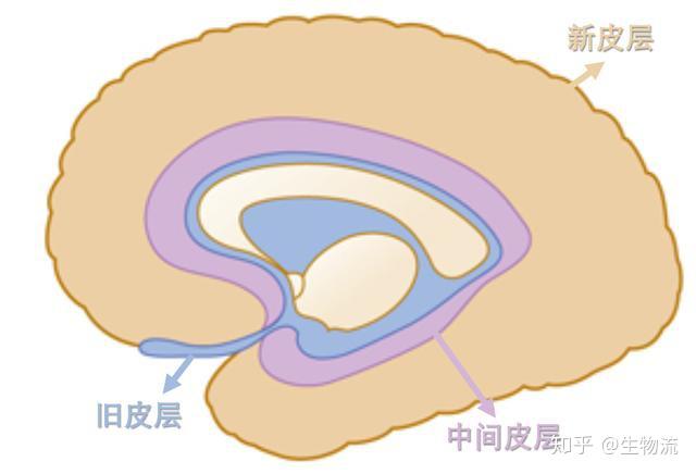 從進化視角看大腦皮層新皮層和舊皮層