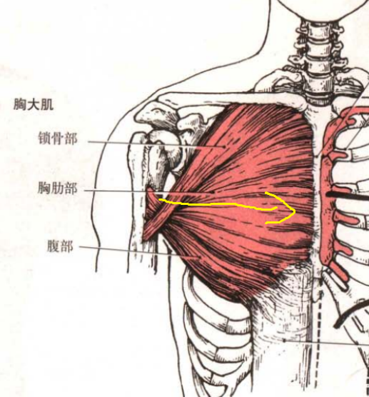 在家怎么练胸肌下沿 v2-1f679e17d3e71e168a64a37286899e61_r.jpg