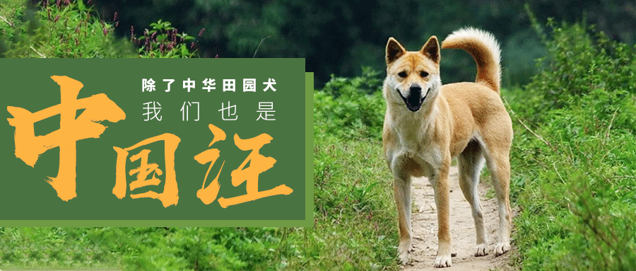 除了中华田园犬 中国还有哪些世界名犬 知乎