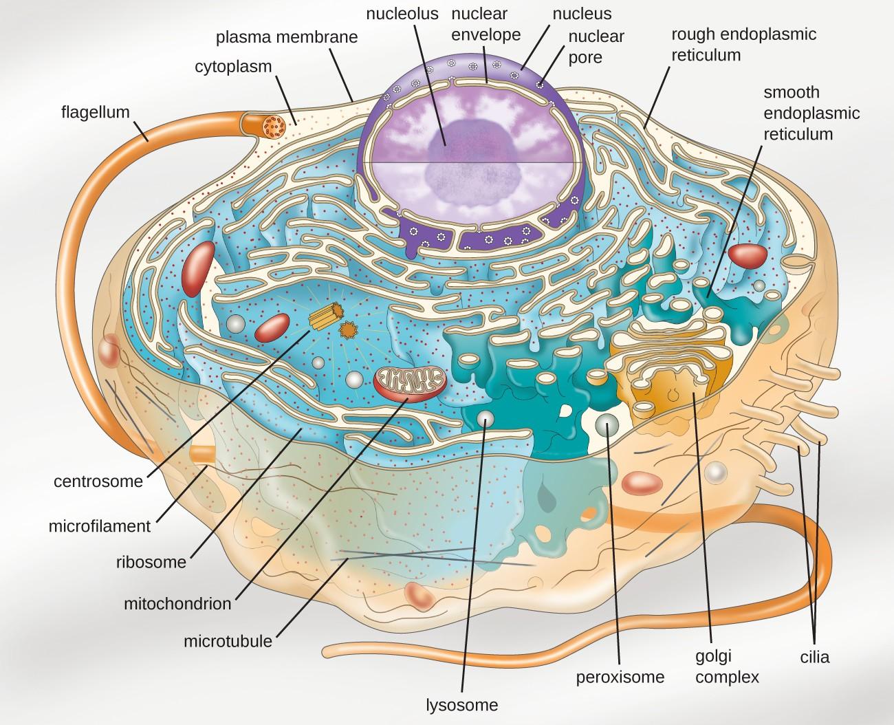 内质网膜图片