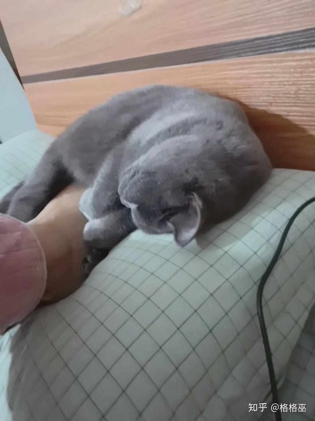 多少斤算大型猫 v2-1f72c0d20ba1ccb9f284b9977ff122a1_r.jpg