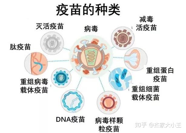 其中陳薇院士團隊研究的重組疫苗屬於腺病毒載體疫苗,目前進展最快,也