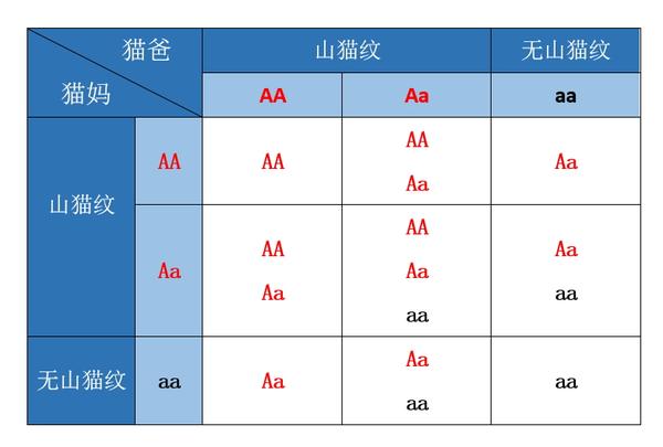 布偶猫的花色分类及遗传规律