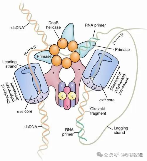 生命密码DNA,神奇组分碱基对! - 知乎