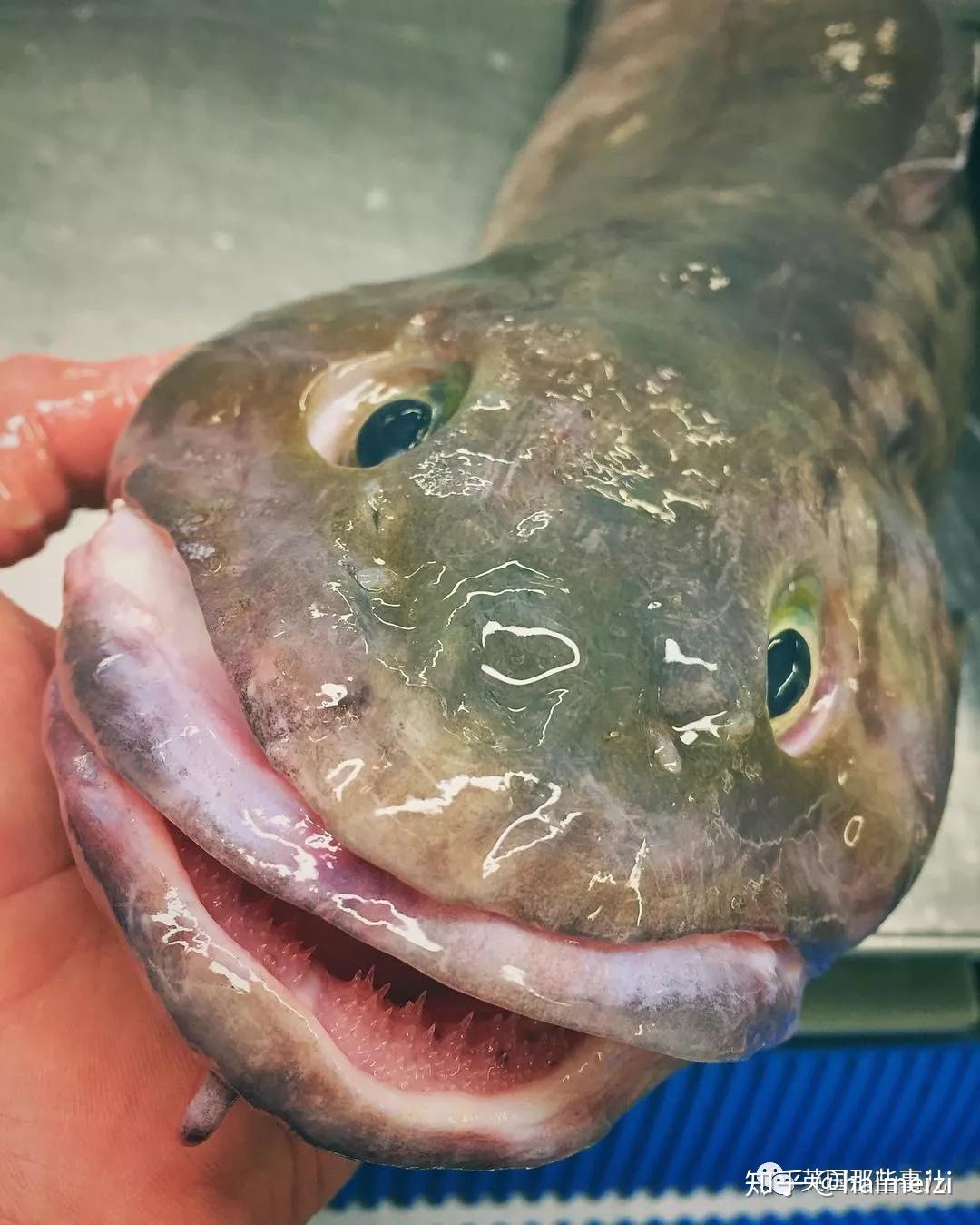 深海里最恐怖的鱼图片