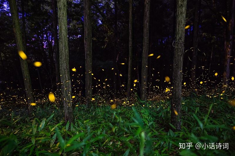 一种小型甲虫,因其尾部能发出荧光,故名为萤火虫,又名夜光,夜照,流萤