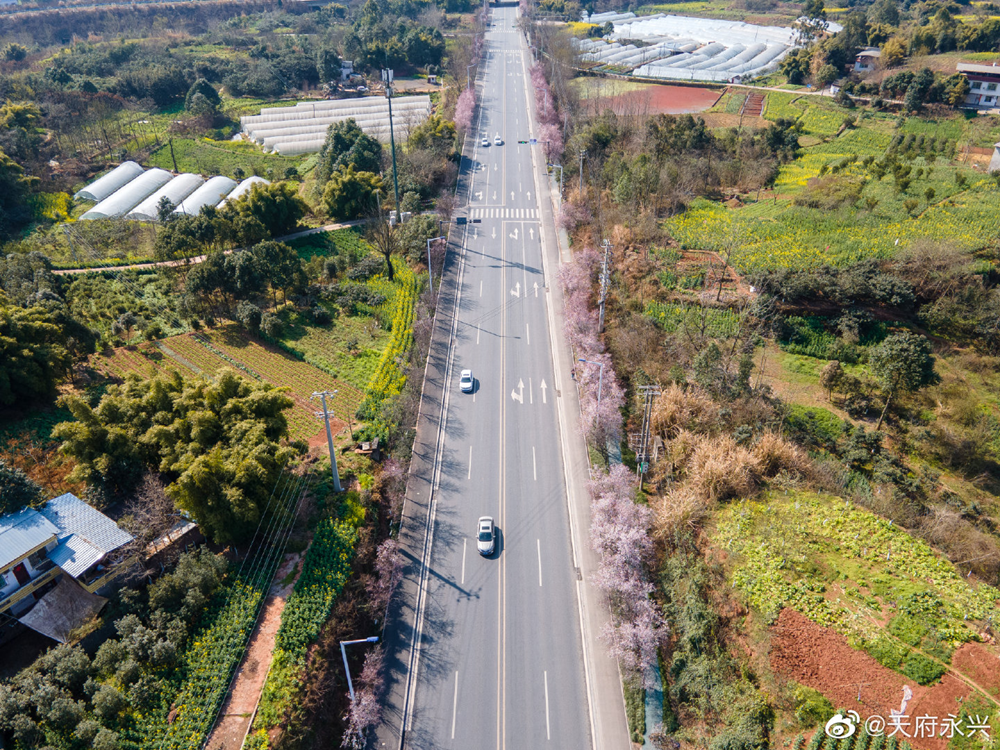 红叶李树超适合去拍照打卡已经成了一条粉色花路东山大道的永兴路段