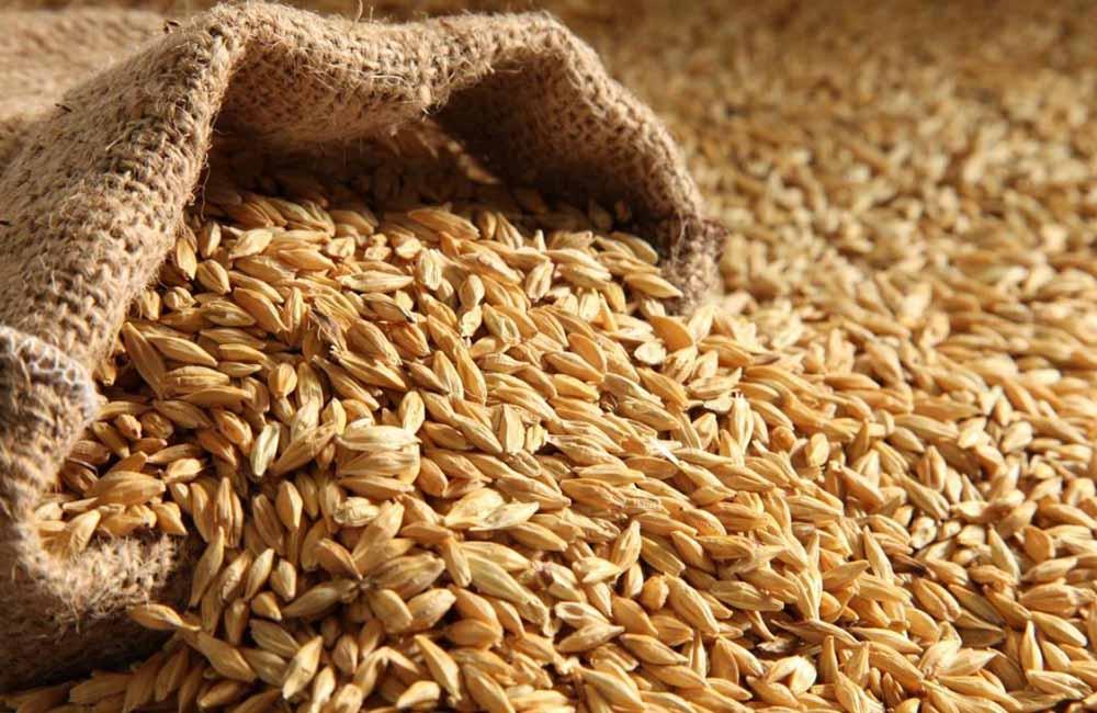 啤酒酿造中选择大麦麦芽的因素