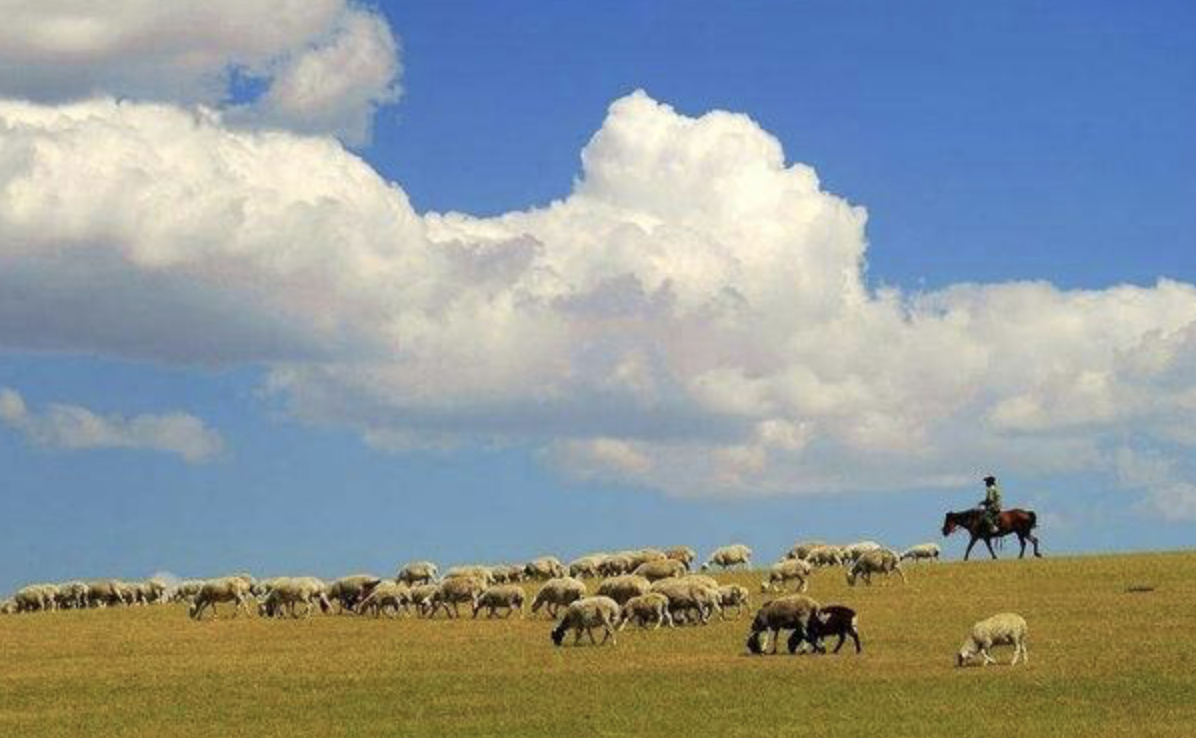 蒙古国为什么送3万只羊 而不是牛 这些羊又该怎么送过来 知乎
