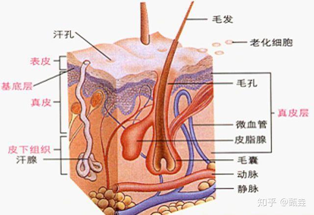 v2-1fa9df6593cd12b8cca32b3029e095f9_r.jpg