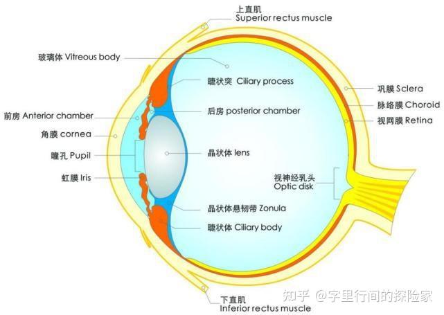 脉络膜的结构和位置脉络膜[2](choroid)是人眼的一个重要组织,斡谮