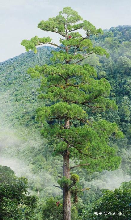 PHXC|植树节英文表达方式赶紧学起来吧 - 知乎