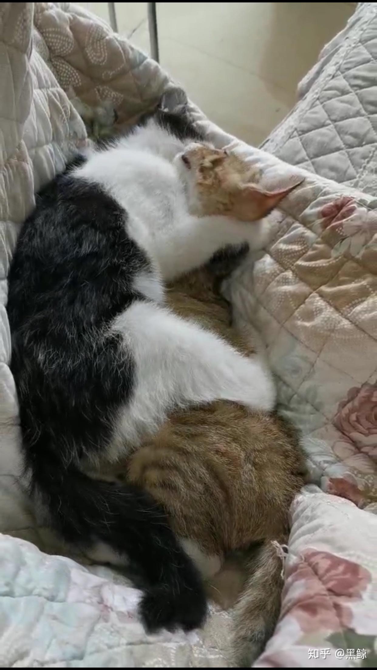 一只猫大概一个月要多少钱 v2-1fbade22813f86fa942297d923a6698d_r.jpg