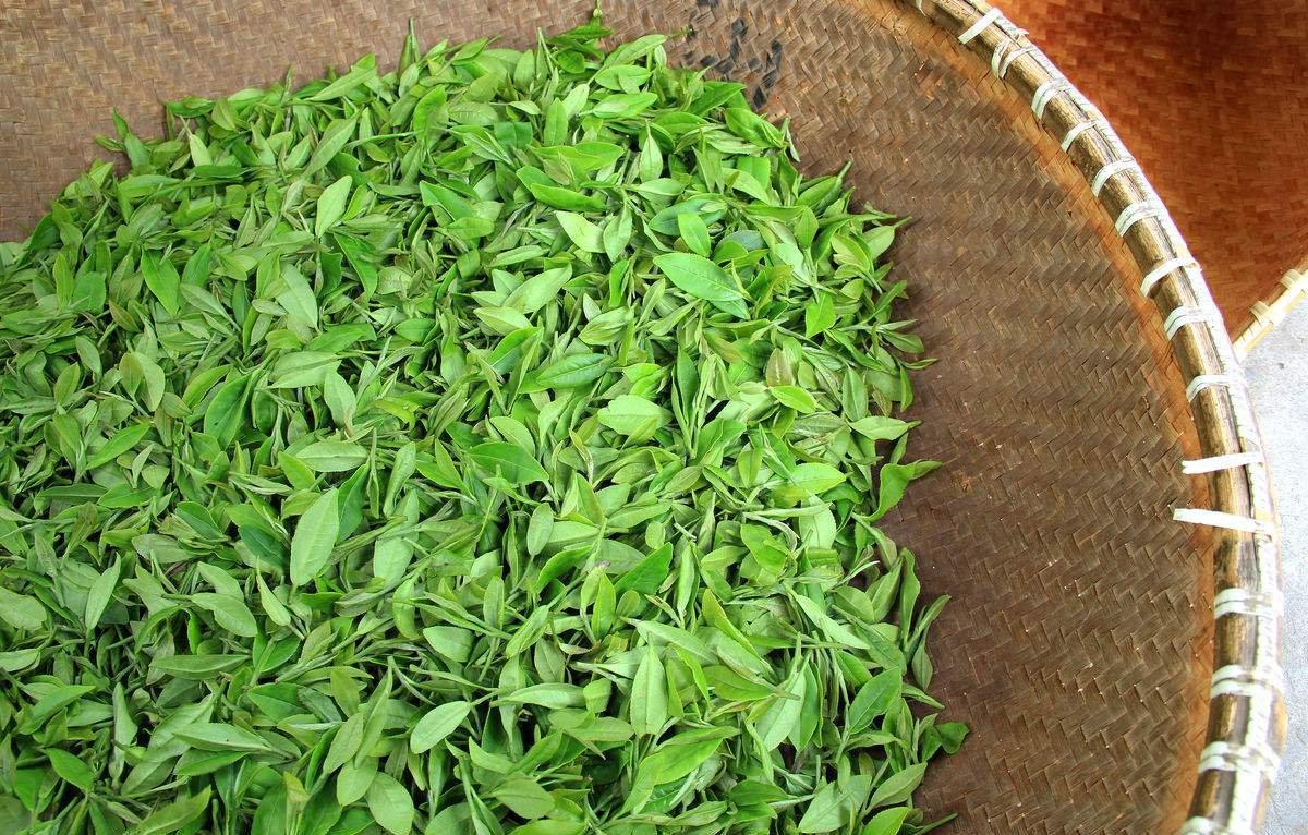 九品墨安化黑茶为您解答安化黑茶三尖的详细介绍及品质区分 - 知乎