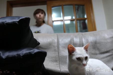 漂亮流浪猫每天上门 主人却不愿意接纳 并最终说出这样一番话 知乎