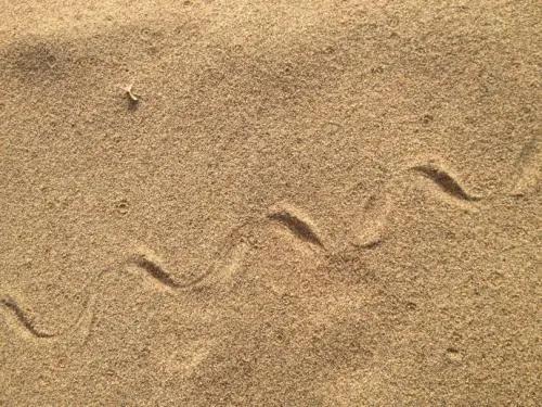 最近家里不常去的地方出现不明动物爬行的痕迹不知道是啥有点怕是蛇