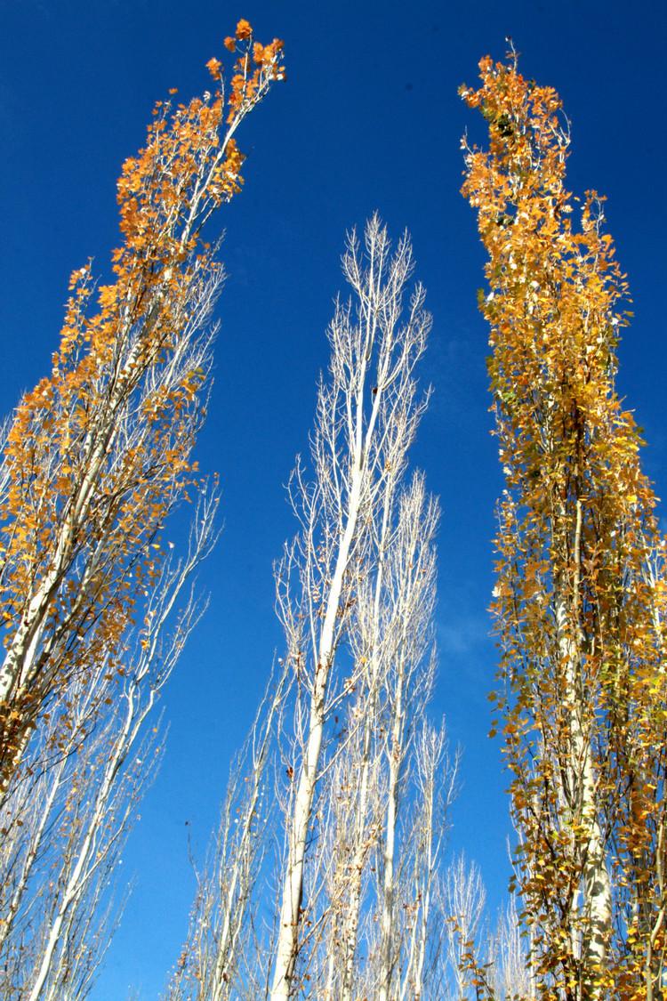 作品1号:白杨礼赞