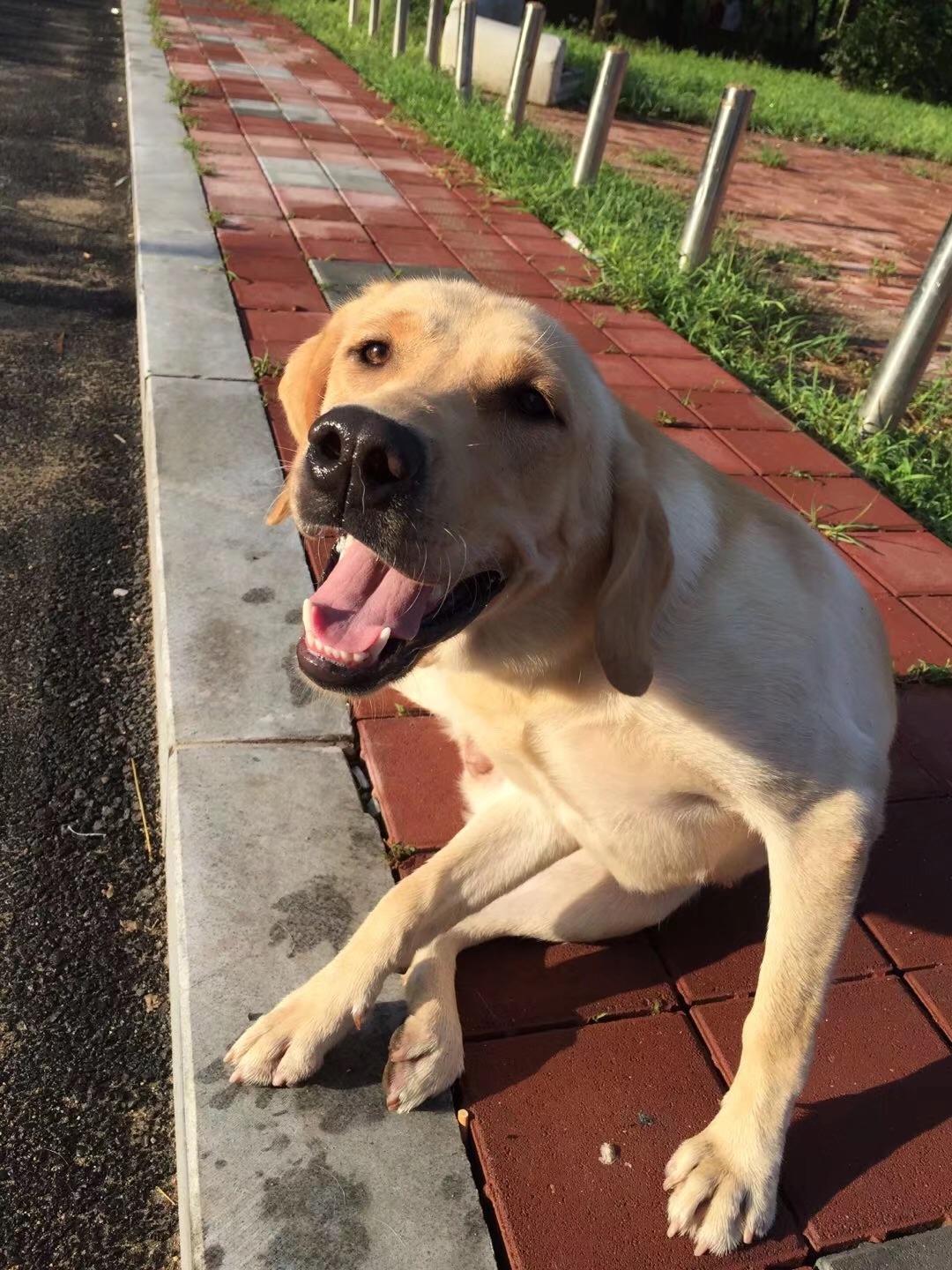 家里养了拉布拉多之后是怎样一种体验