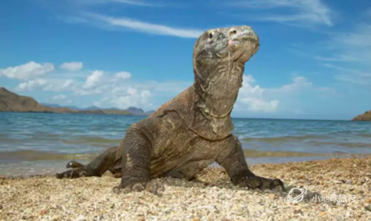 10个关于科莫多龙的惊人事实科莫多小众旅行攻略