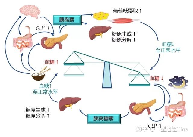 让血糖更加平稳——控糖靶点之葡萄糖激酶 - 知乎