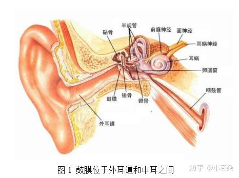 鼓膜四个象限解剖图图片