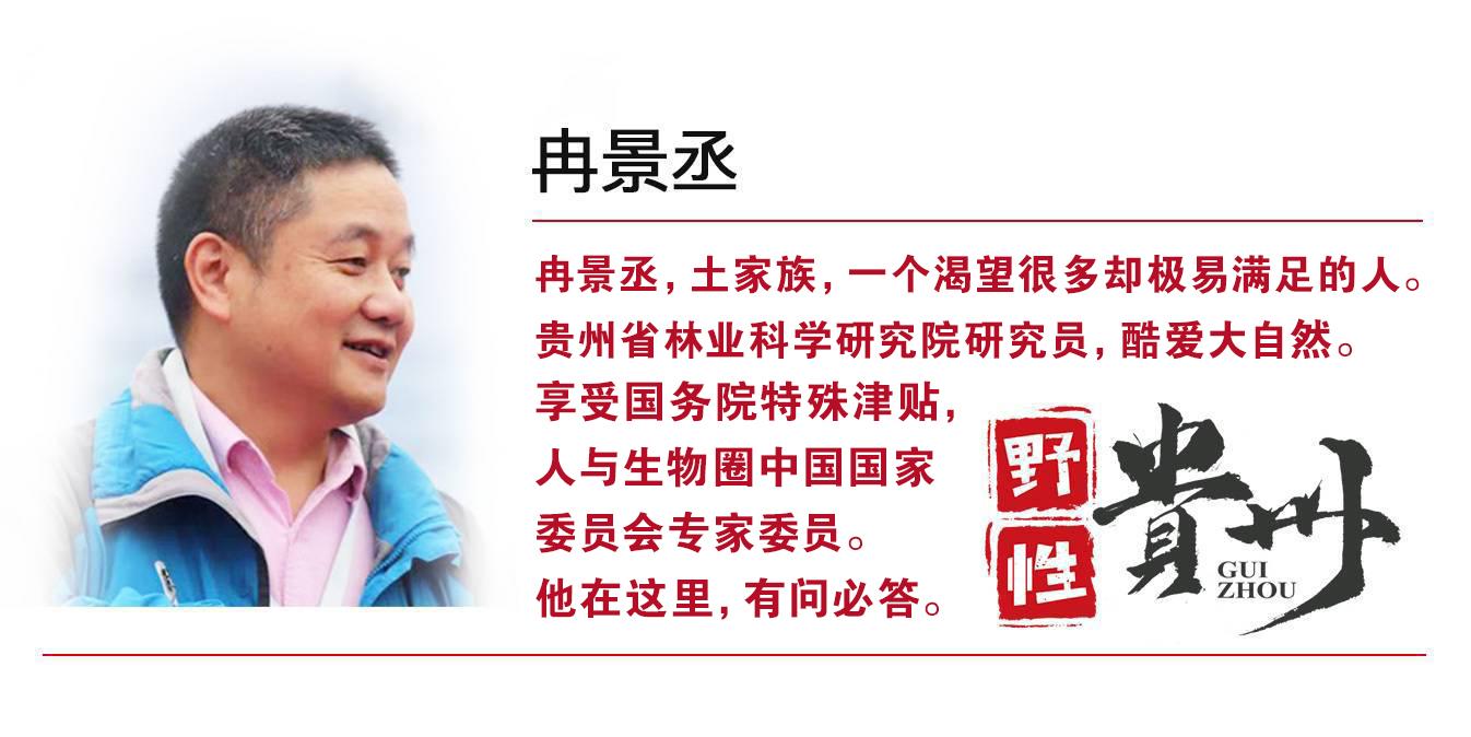 野性贵州有问必答丨像蛇不是蛇长着四只脚的石龙子大有来头