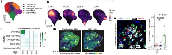 Nature单细胞转录组及空间转录组联合构建人心肌梗死高分辨率图谱 - 知乎