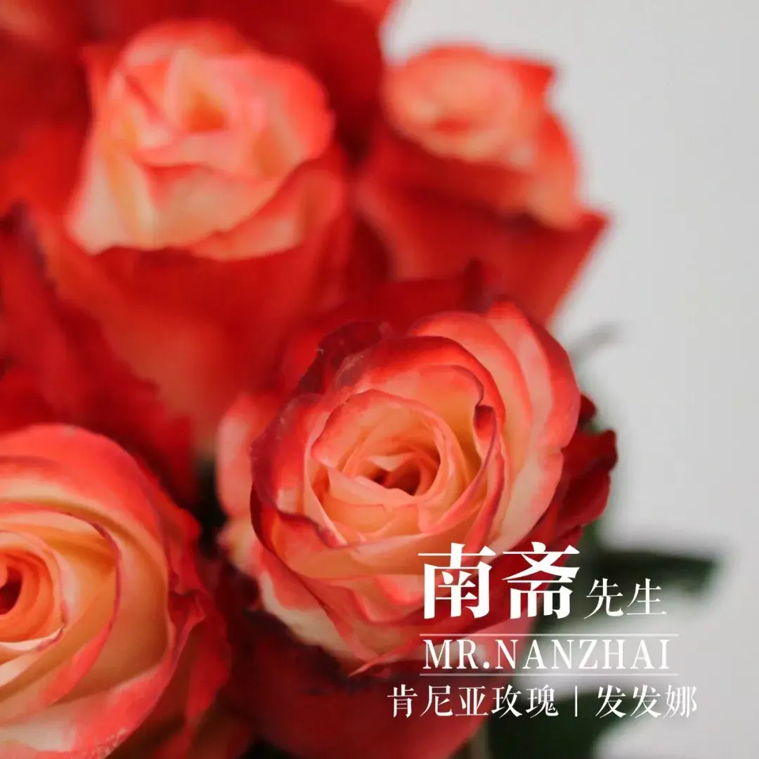 瑞秋花艺干货私藏花艺师必知的玫瑰花材分享四