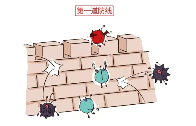 趁早储存免疫细胞3道防线为你筑起健康长城