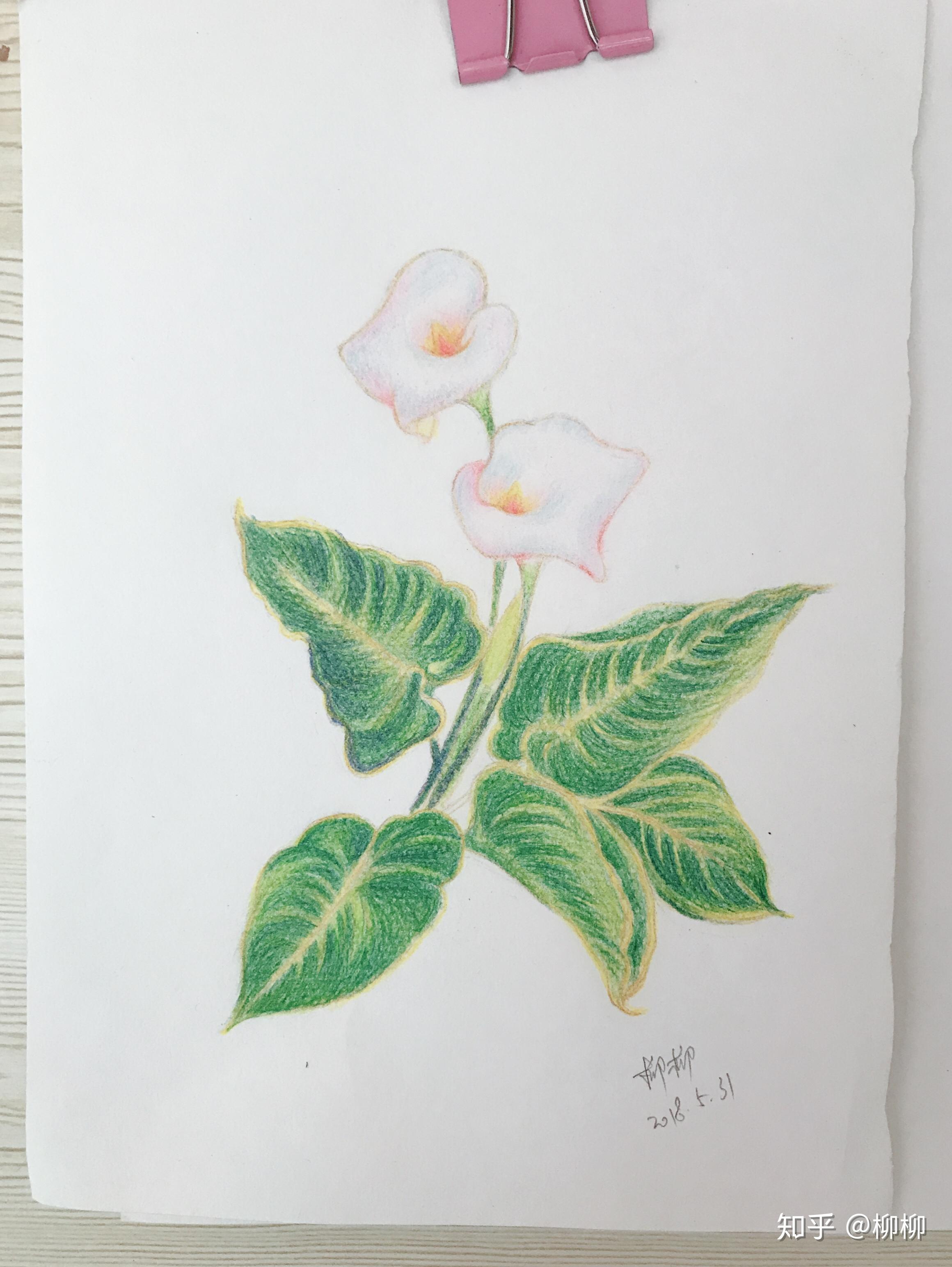 自学彩铅马蹄莲