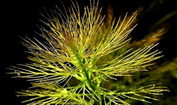 常见水草科普四狐尾藻和菊类一言不合就可能开花的水草