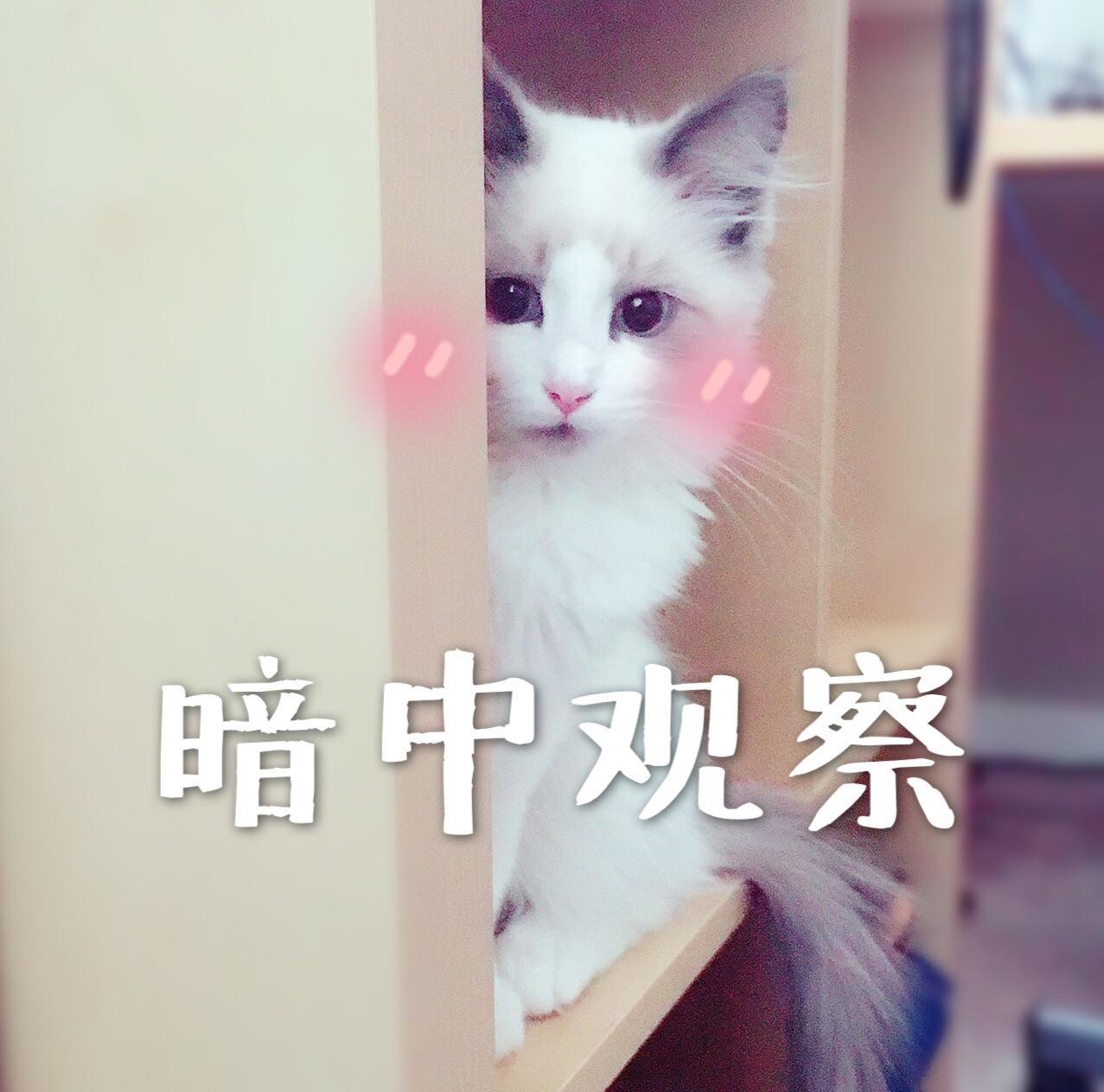 怎么判断一只奶猫长大之后好不好看?