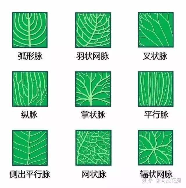 最全的植物形态图解 ,让你轻松认识所有植物! - 知乎