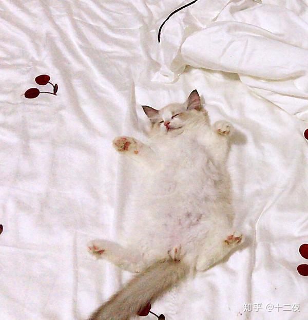 折耳猫喜欢这个姿势睡觉,有没有什么问题?