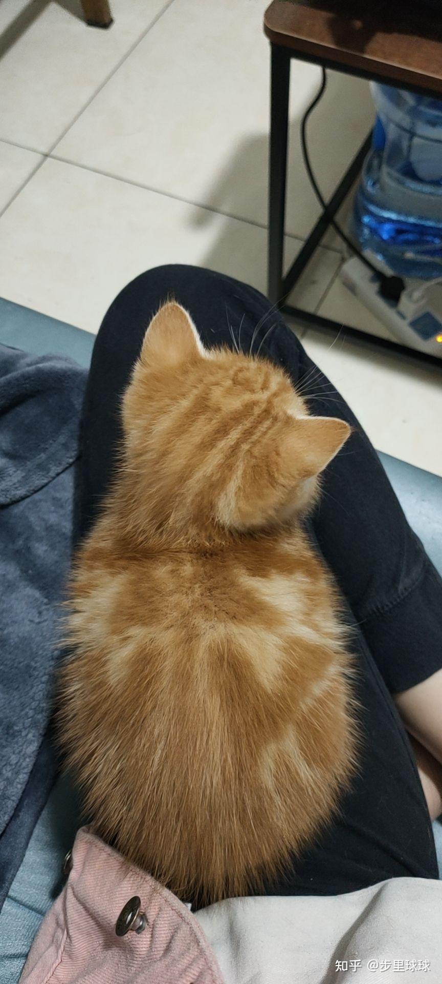 有养猫或者懂猫的大神看看,会有这种橘色美短么?是纯的么? - 知乎