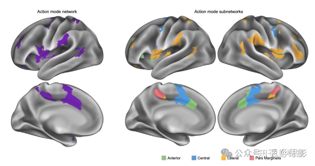 PNAS:用于决策、行动控制和反馈的行动模式(AMN)子网络 - 知乎