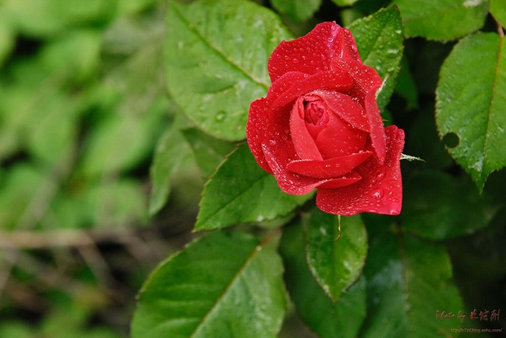 为什么明日方舟干员浊心斯卡蒂的衣服配色是红配绿却依旧很好看