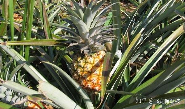 菠萝怎么种植的视频教程 v2-2037bfdb2a411f9f2227e5ff6d571455_r.jpg