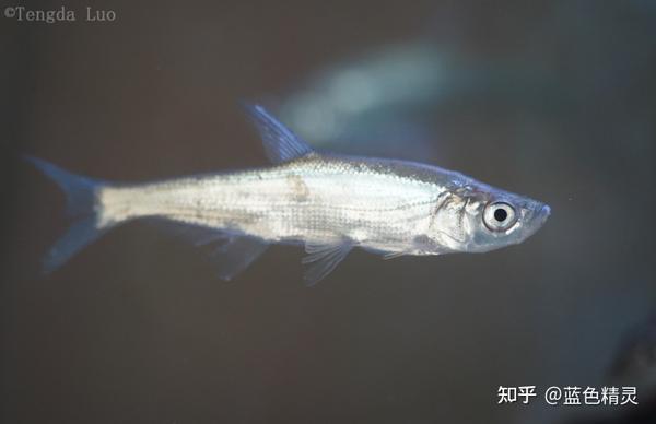 翘嘴鲌——天下众鳞谁出右？ - 知乎