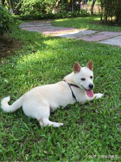 小型短腿犬种类及图片 搜狗图片搜索