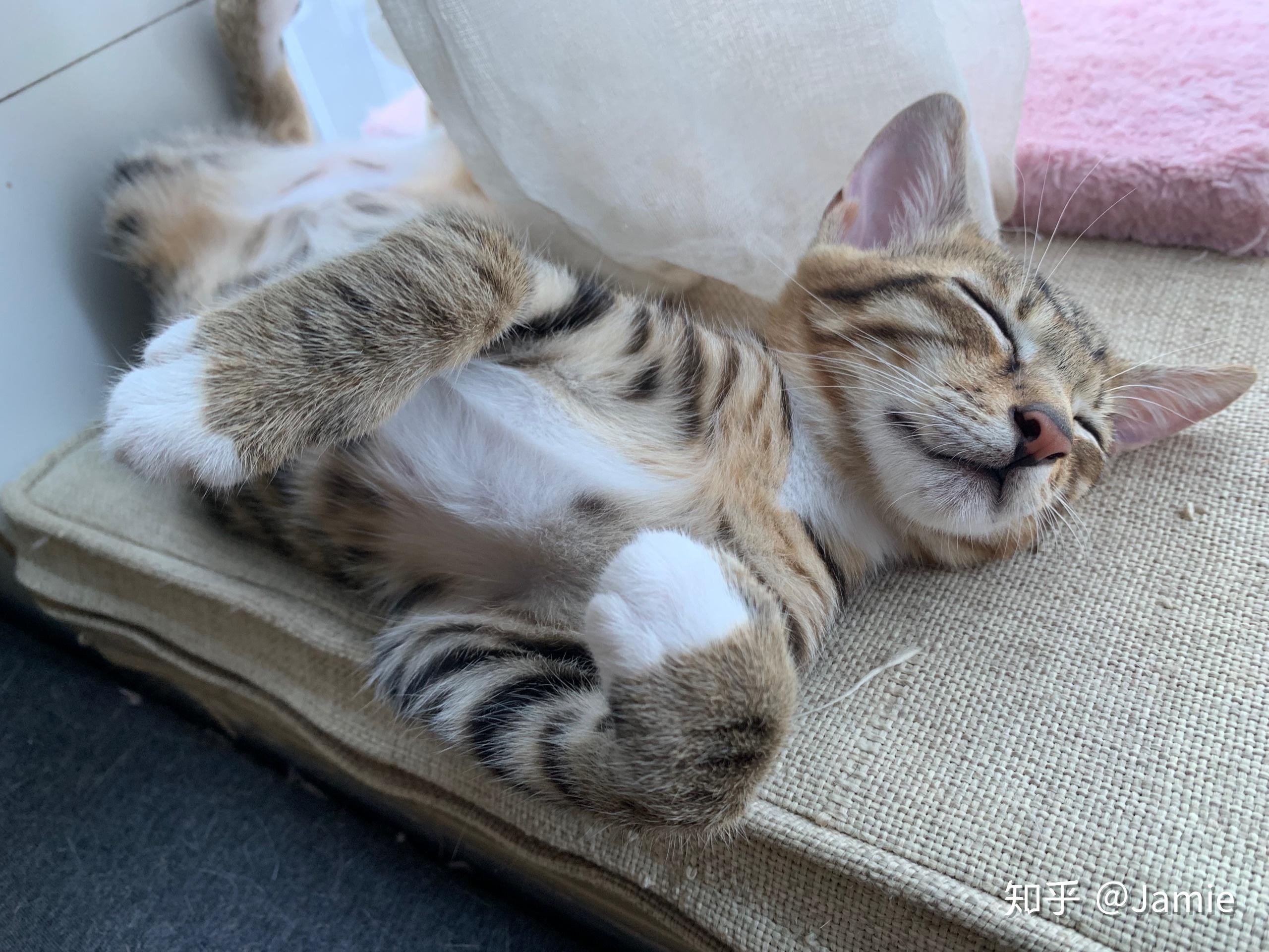 猫咪仰面朝天睡是表达信任了吗