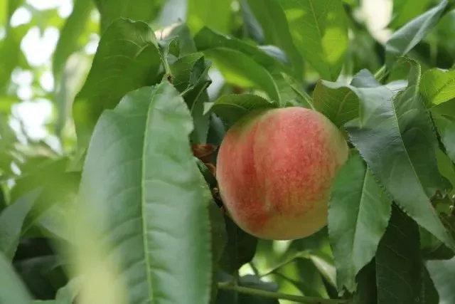 白凤,14号,久保,绿化9号除了朵子桃还有