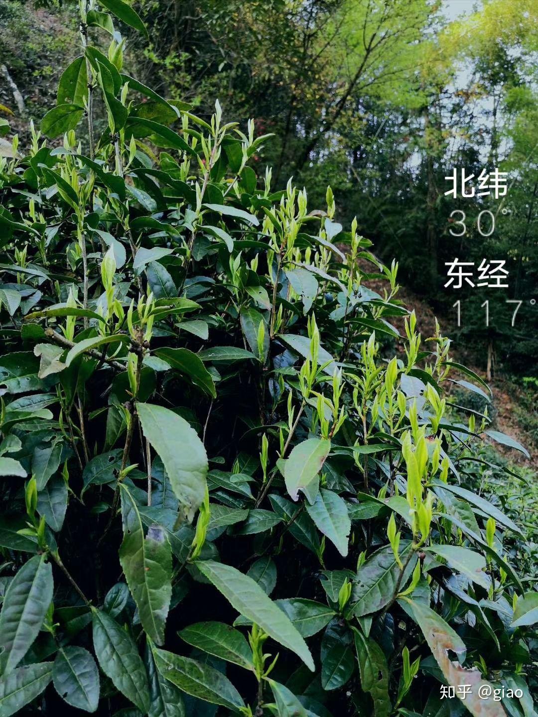 霄坑野生高山茶喝茶的好處