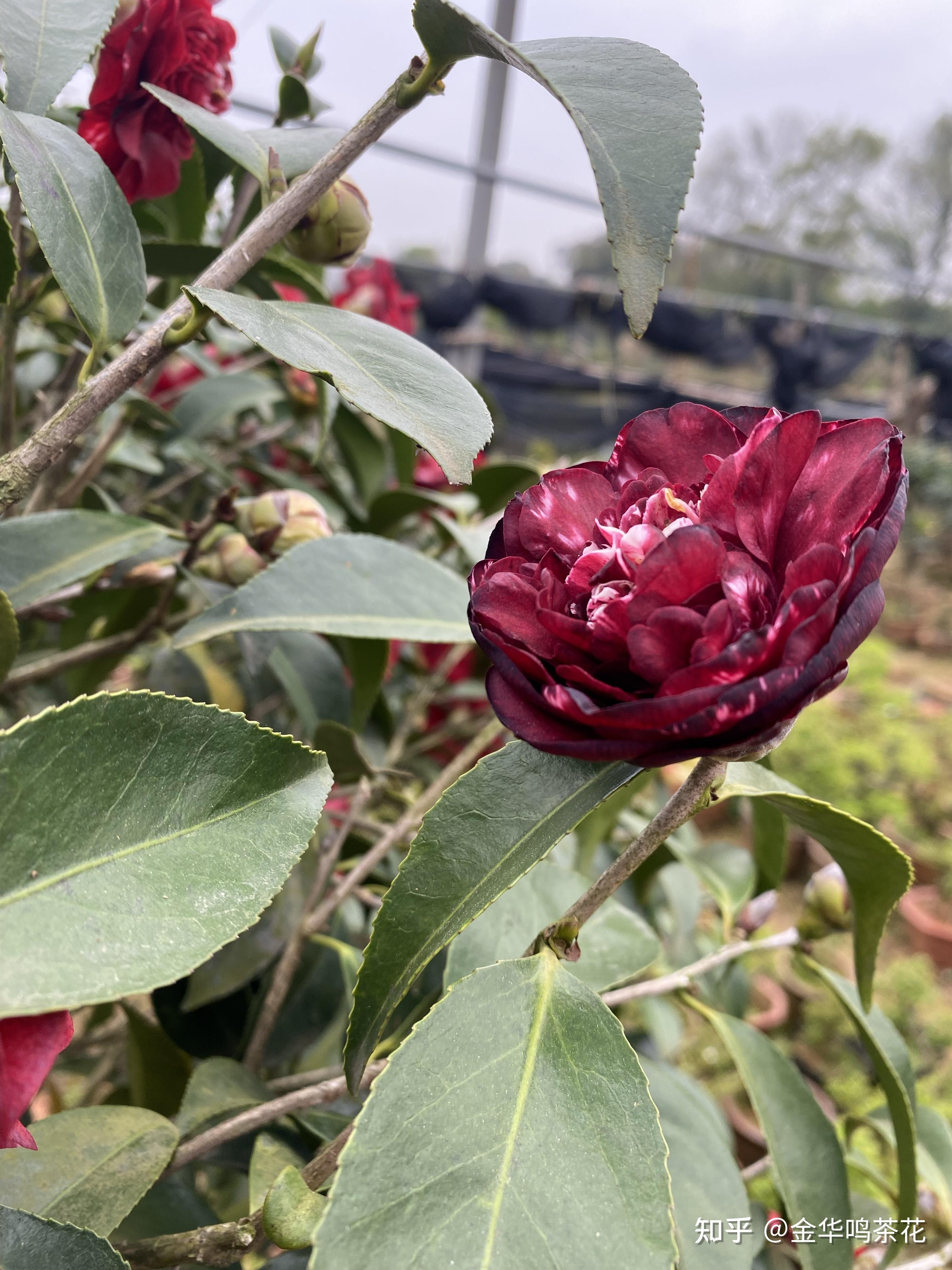 午夜魔幻茶花 - 知乎