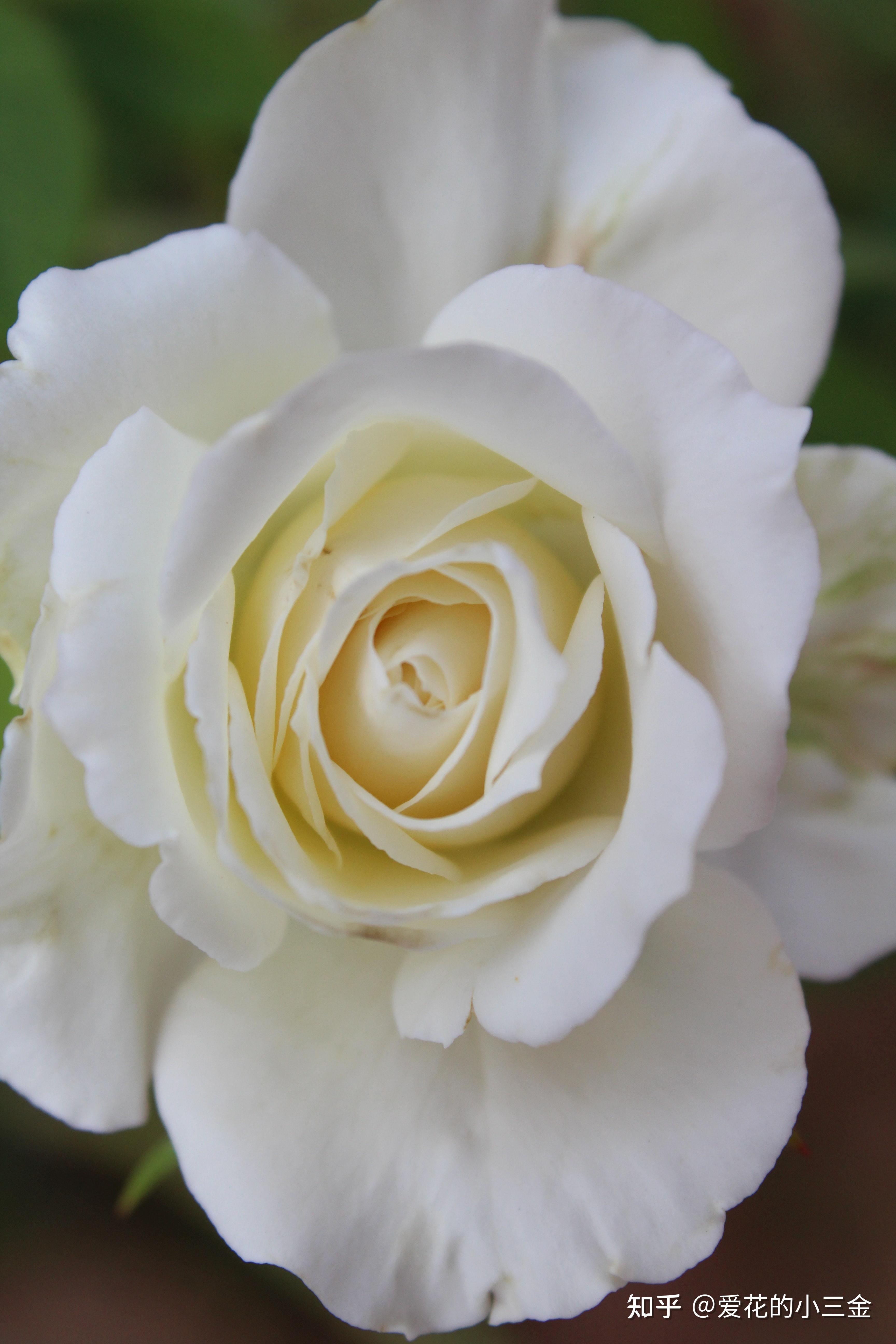 骄傲:作为白玫瑰的新晋顶流,名如其花.